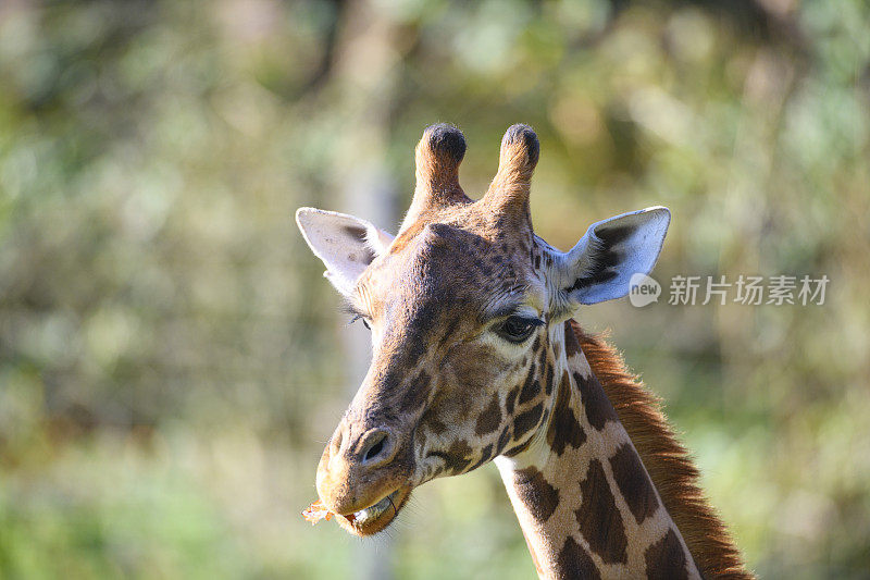 长颈鹿或特定的罗斯柴尔德长颈鹿(长颈鹿camelopardalis Rothschild)